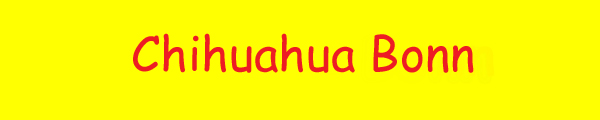 Chihuahua Bonn